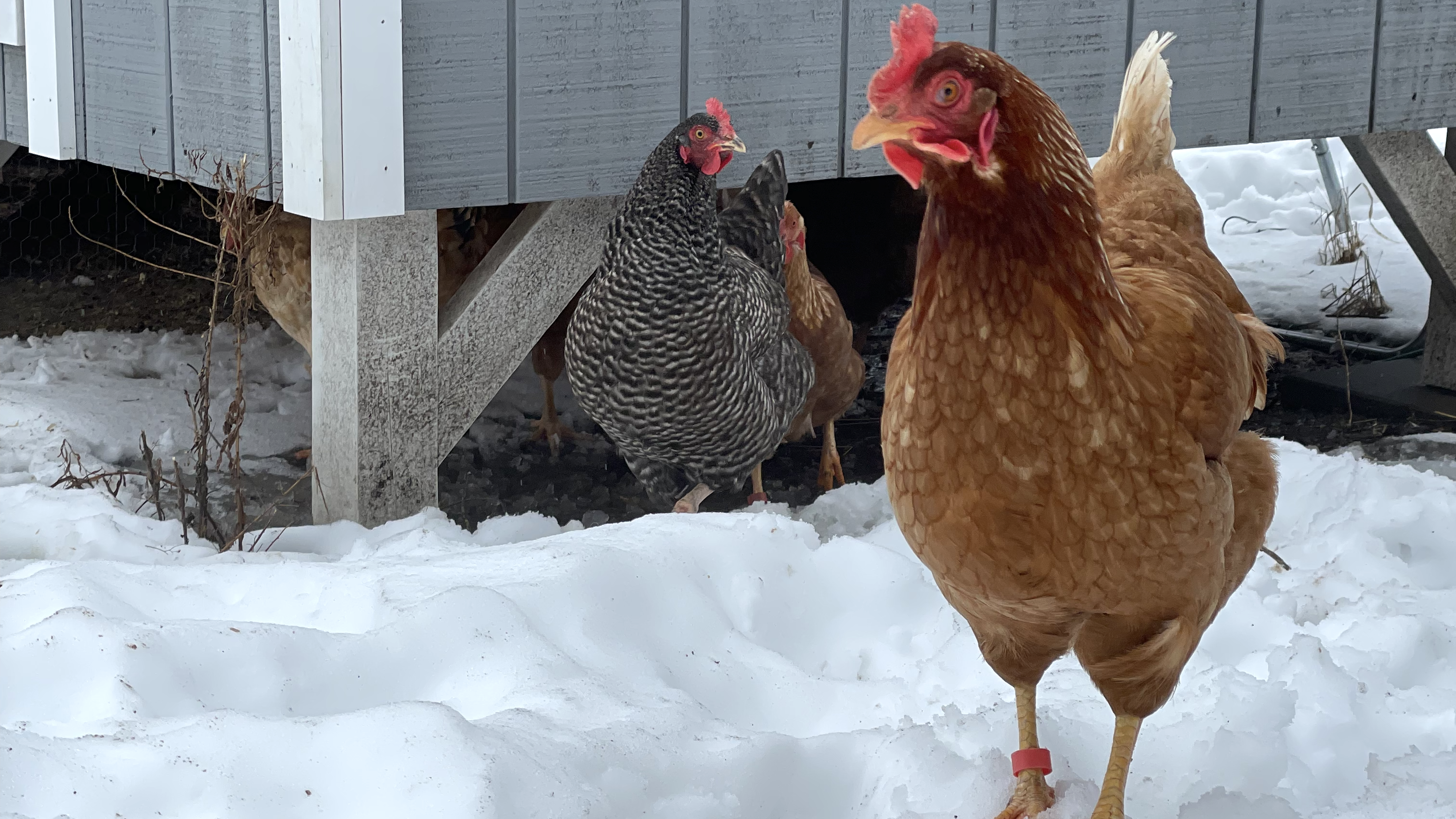 The Best Heated Chicken Waterers For Winter, Tested By My Flock