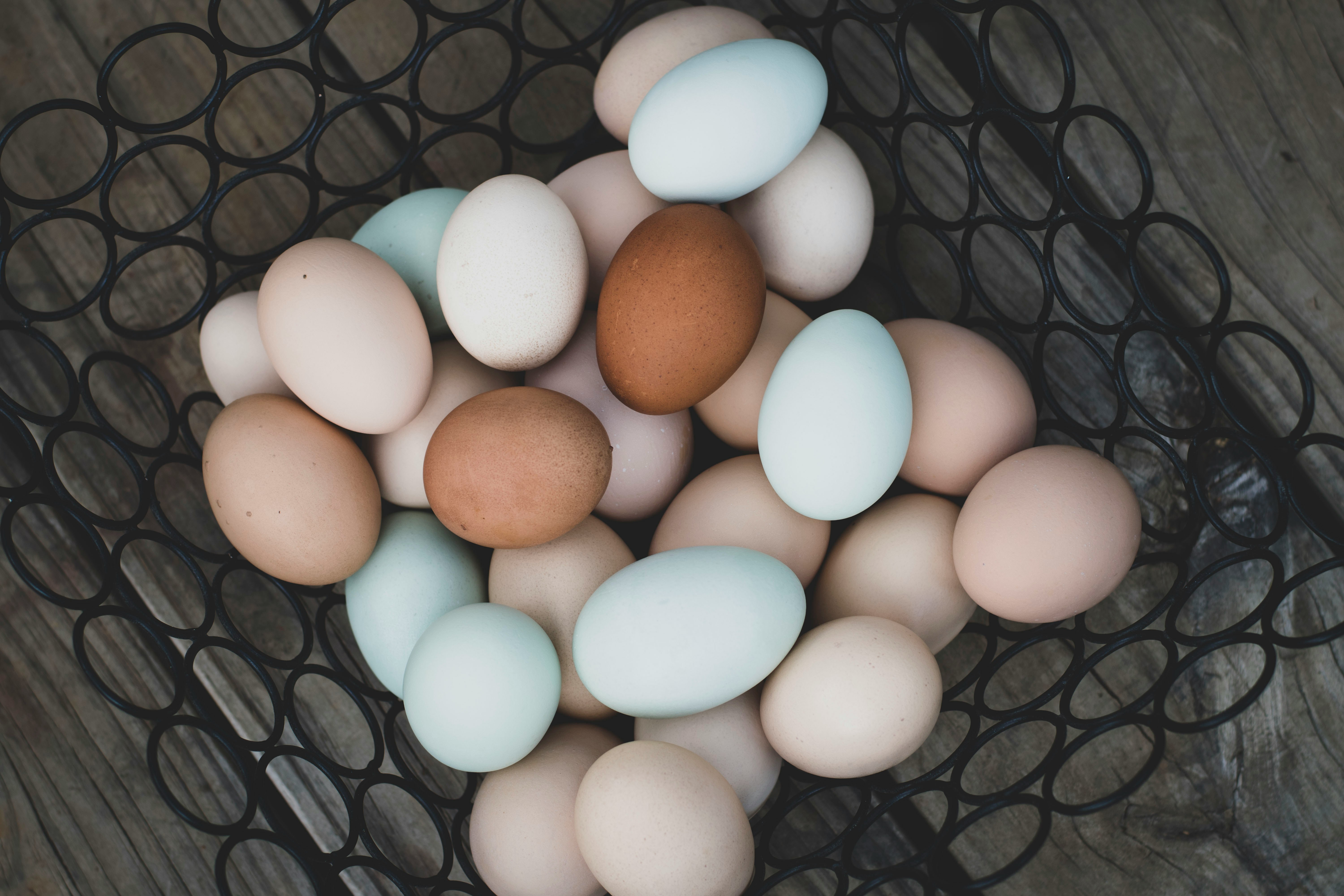The Best Chicken Breeds for Eggs — Plus a Cost Breakdown for Beginners